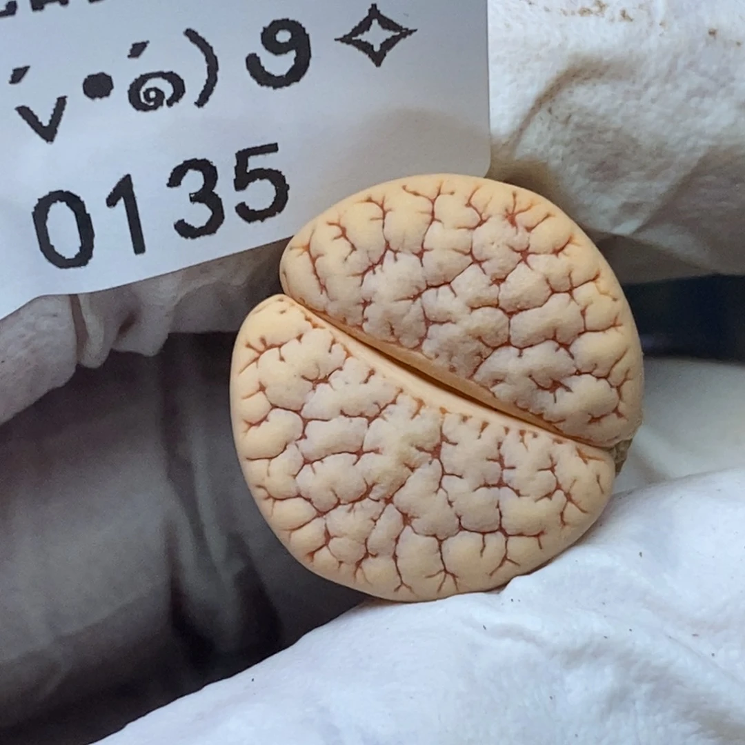 0135。零下拍保温.18包邮.当天凑哦