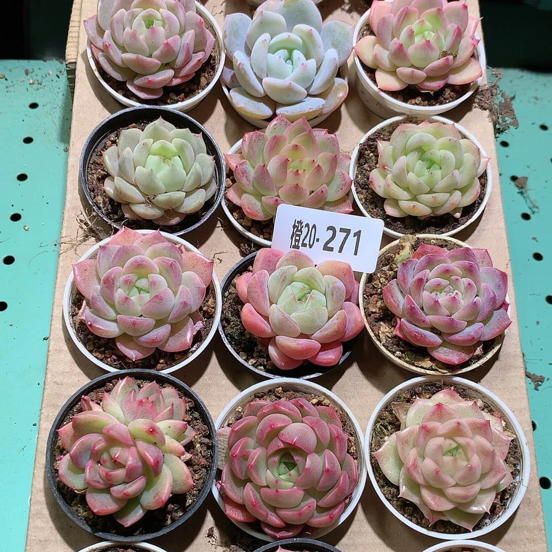 20-271一物一拍带盆18颗