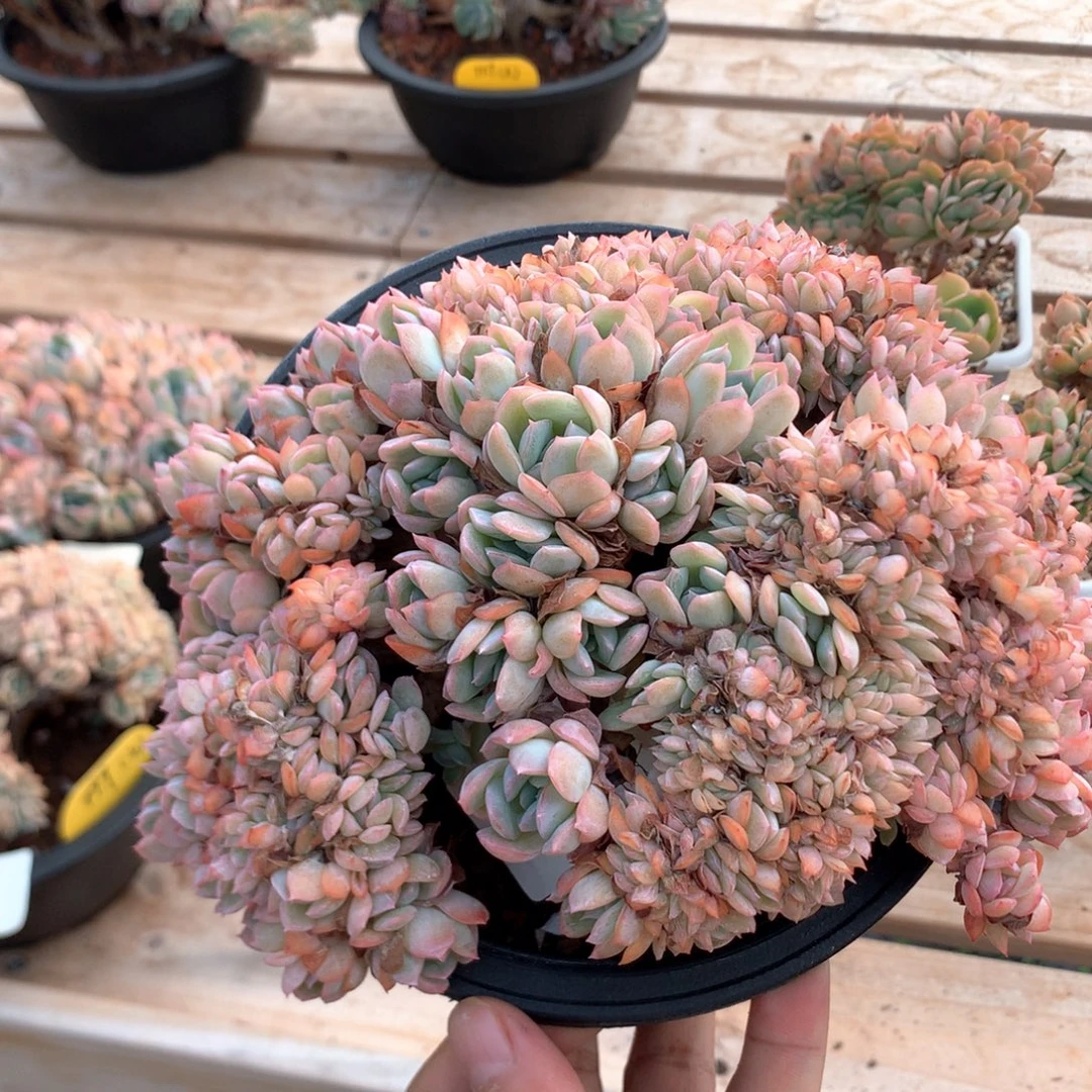 小***麻18厘米莎莎女王 特价 3761