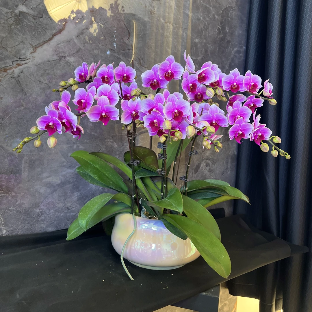 【粉公主-蝴蝶兰】懒人种植  禅意 易养花期长 轻奢 送礼