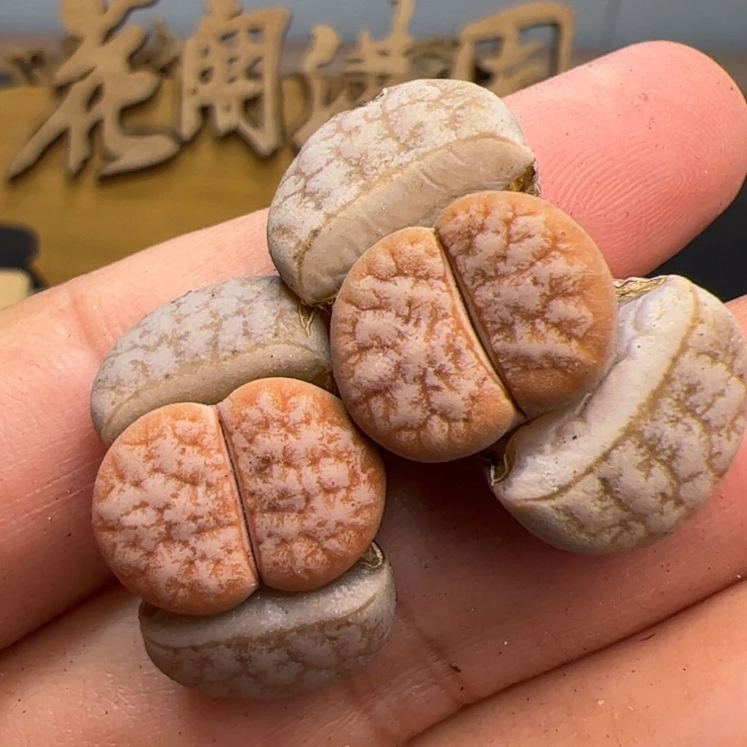【闪购商品】00000006