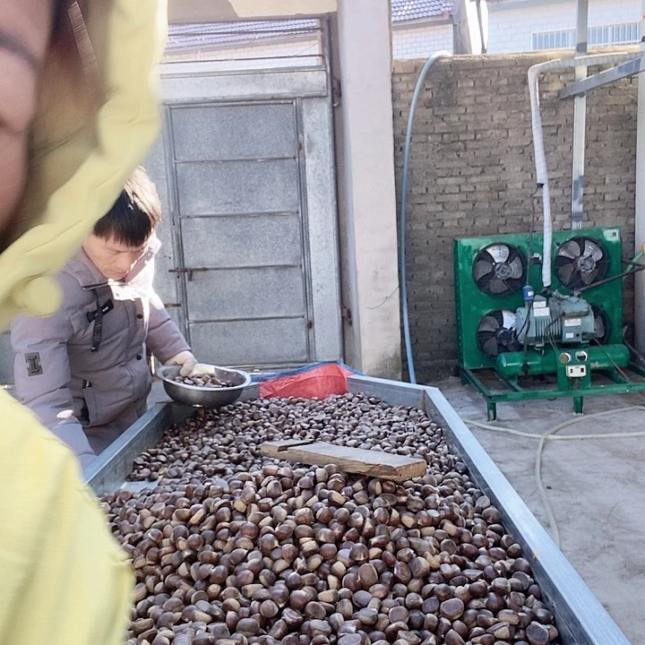 中国大陆老树大粒板栗