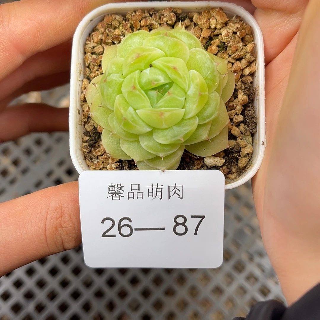 多肉一物一拍26-87