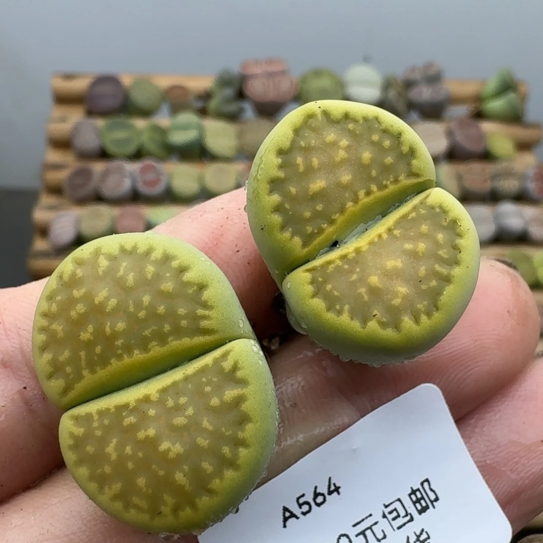 564多肉哈哈哈哈哈哈哈