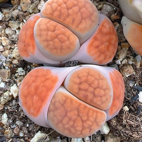 20722团团圆圆呀