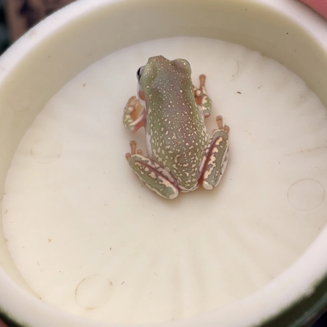 老爷树蛙福利蓝姥爷，精品花腿暴雪，9号