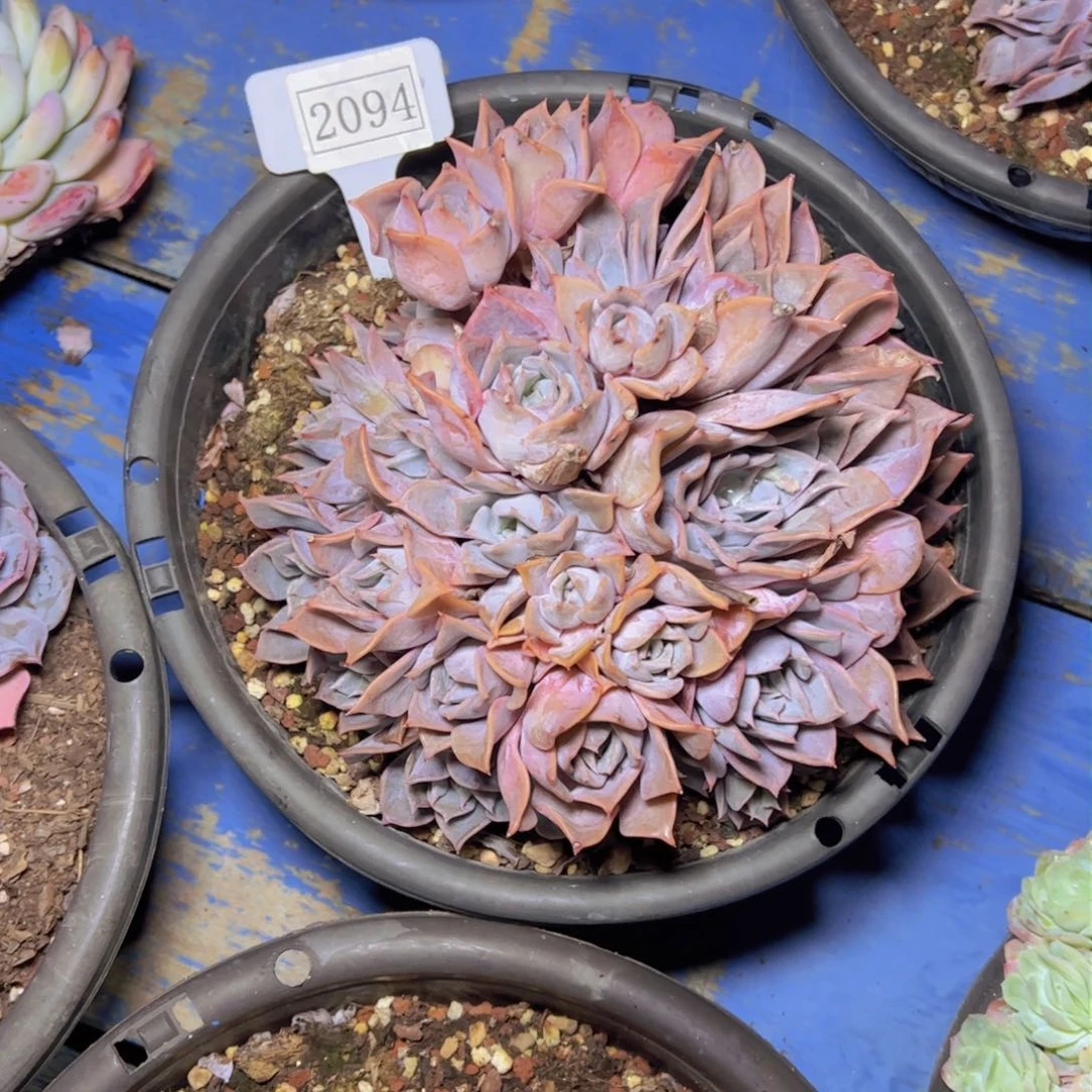 华****金露西娜2094多肉植物