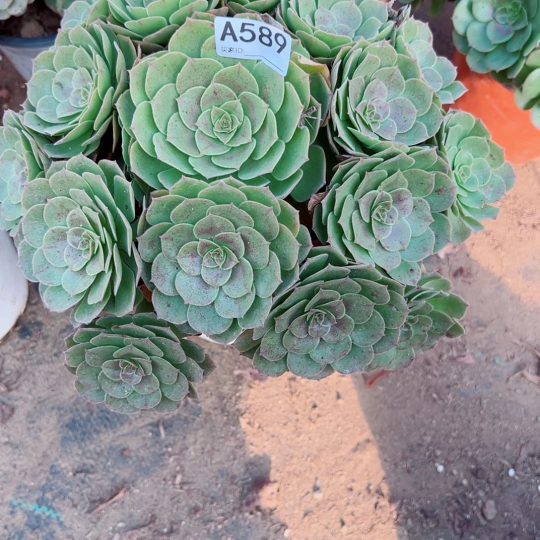 589糖心万圣节法师多肉植物