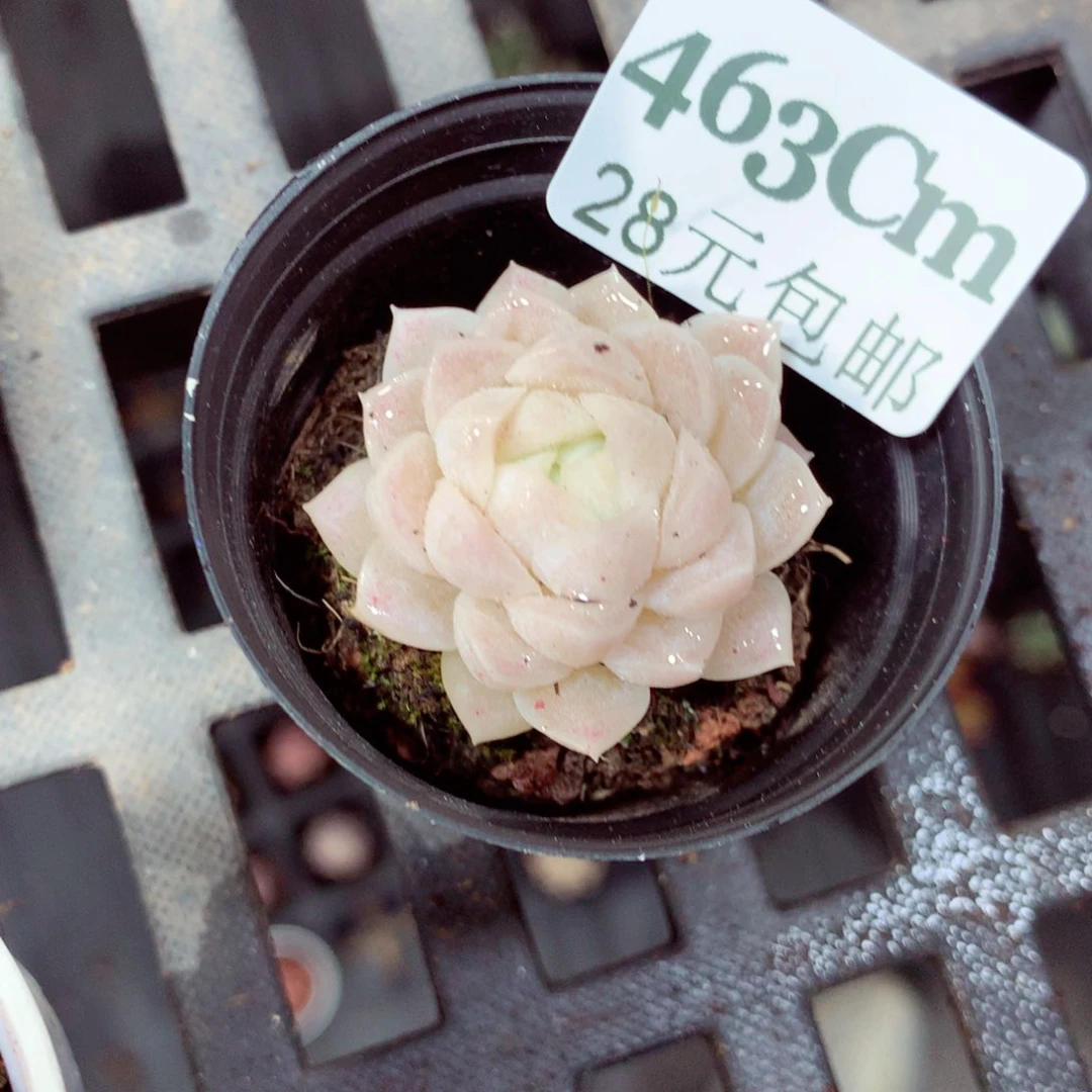 5厘米盆精控多肉463