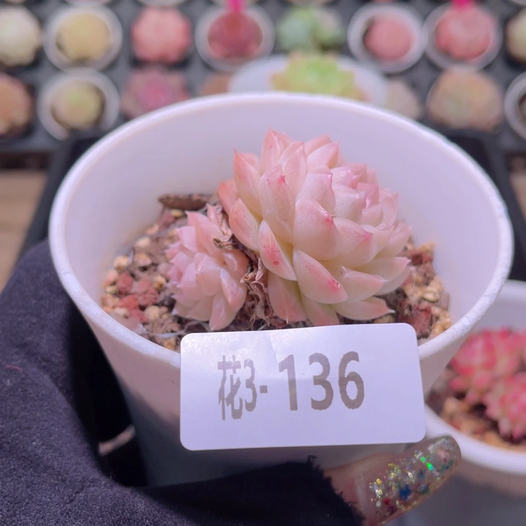 花利美3-136麦秆