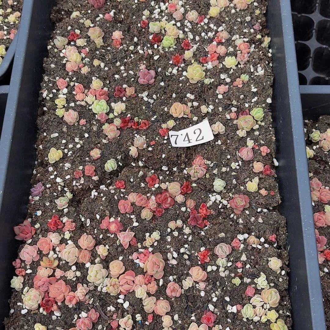 多肉植物多肉植物742