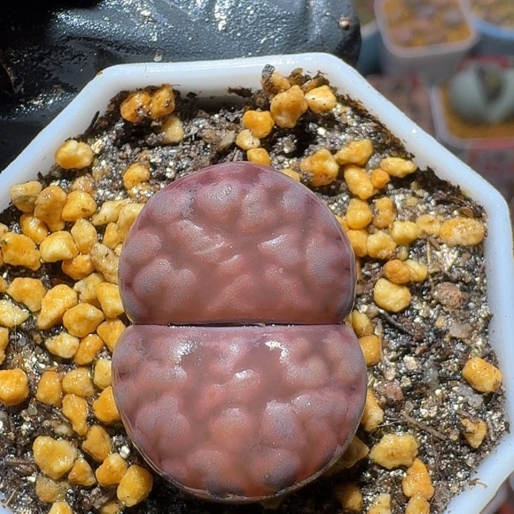 生石花23:：：。  78号