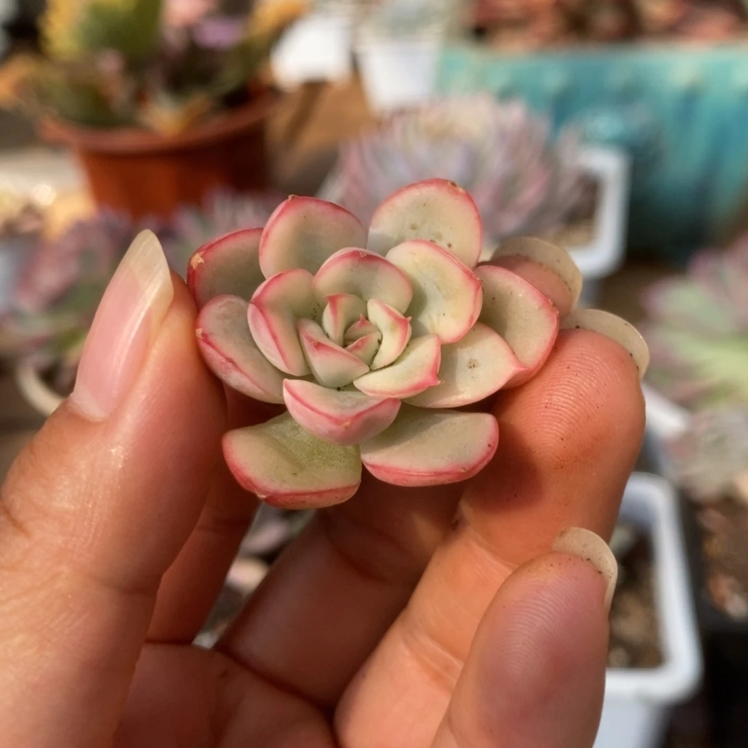 4荷花锦锦锦锦锦