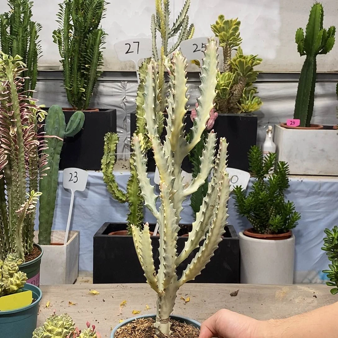当前无花朵，栽培后可花朵白龙骨一物一拍