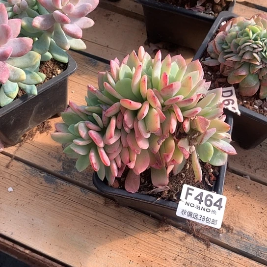 ****丽暮光之城缀化464 亏本处理退单拉黑