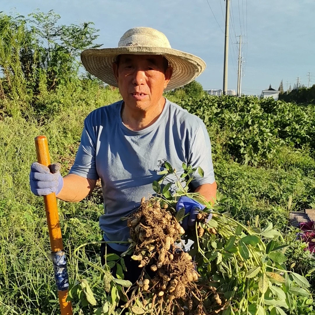2025年新嗮干带壳干花生