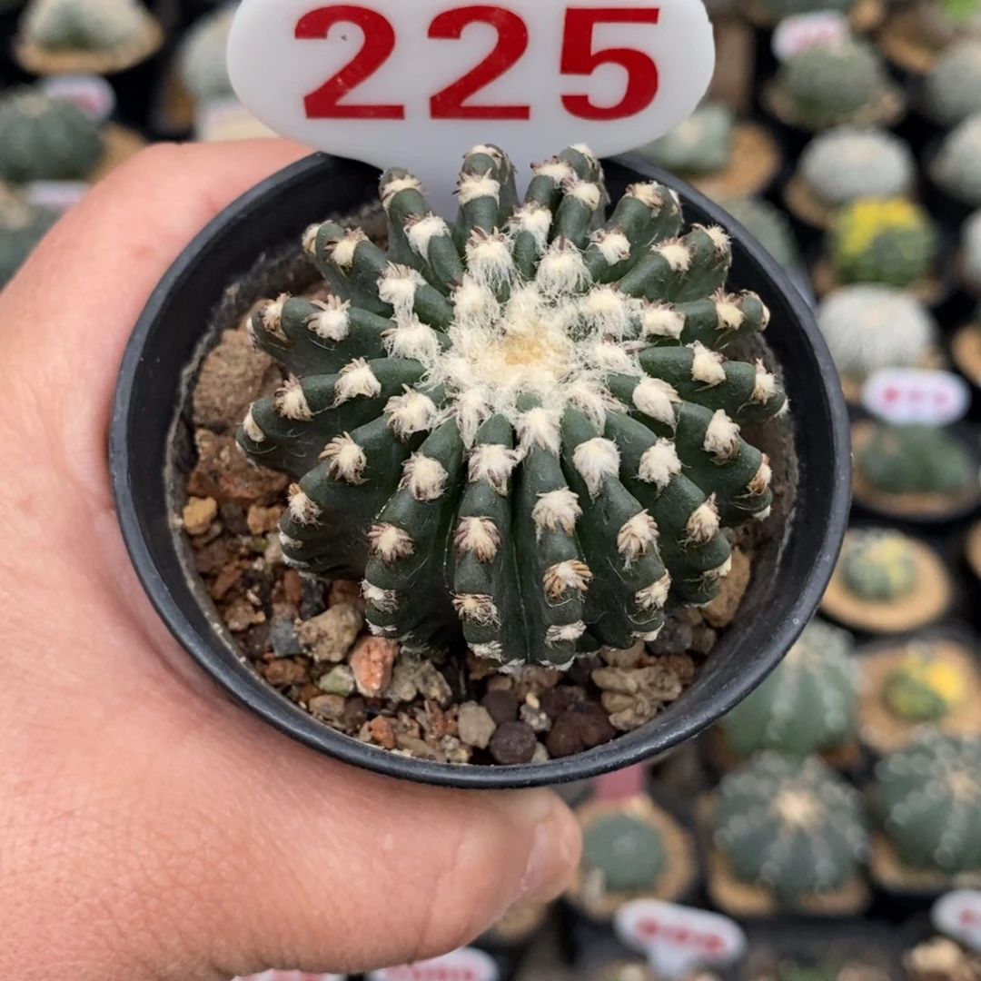 225奇特球福利哦