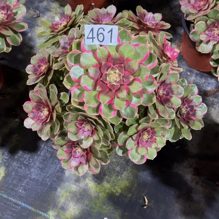 000000000461粉花妖