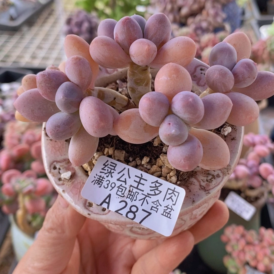 香水手指奶老桩8cm287多肉植物