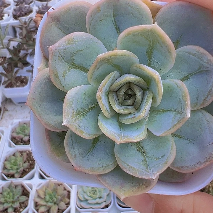 蓝色惊喜单头19包邮