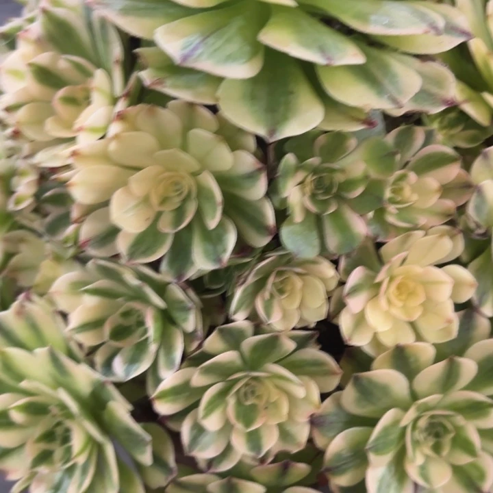 哈哈多肉伊丽莎白236