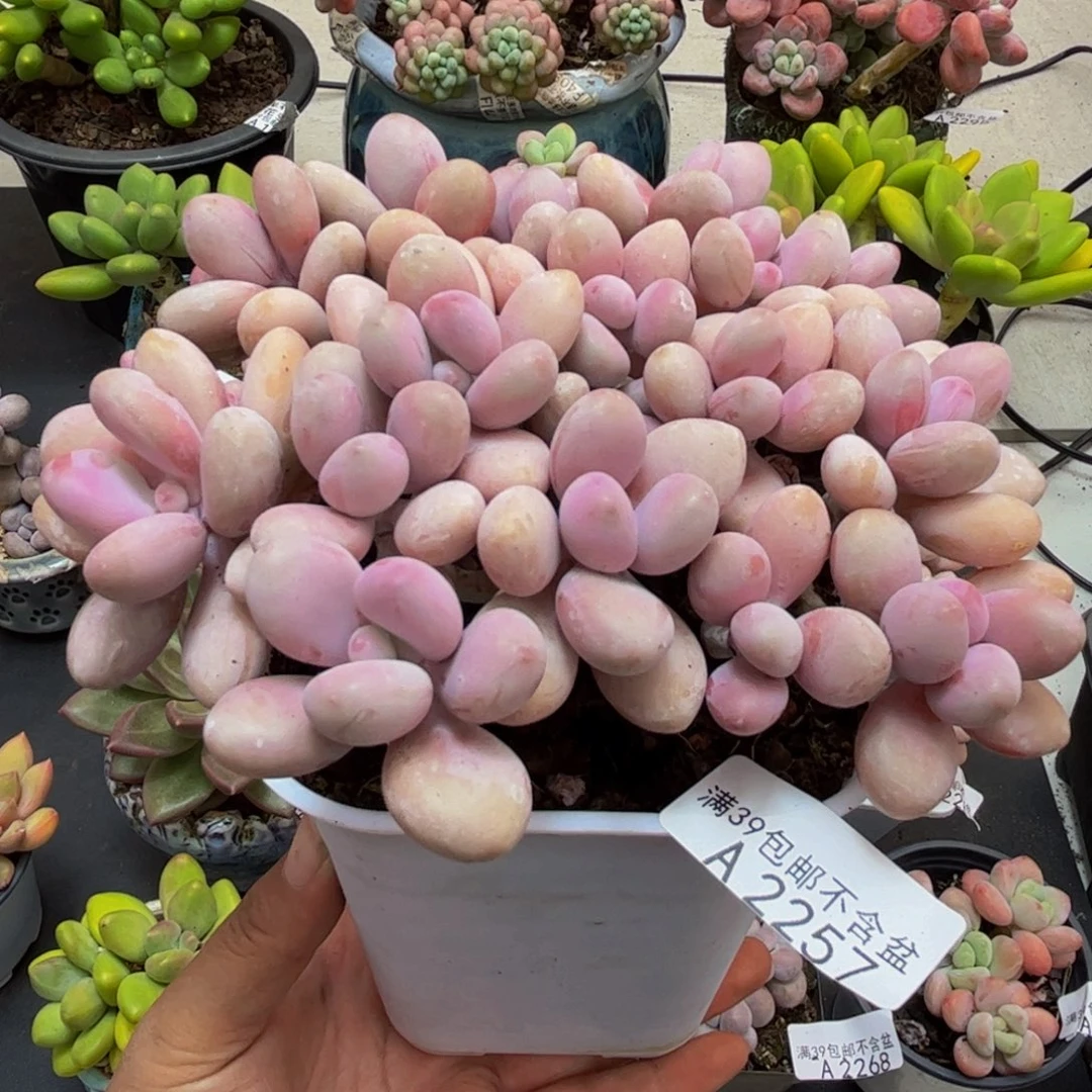 2257糖果桃蛋13cm多肉