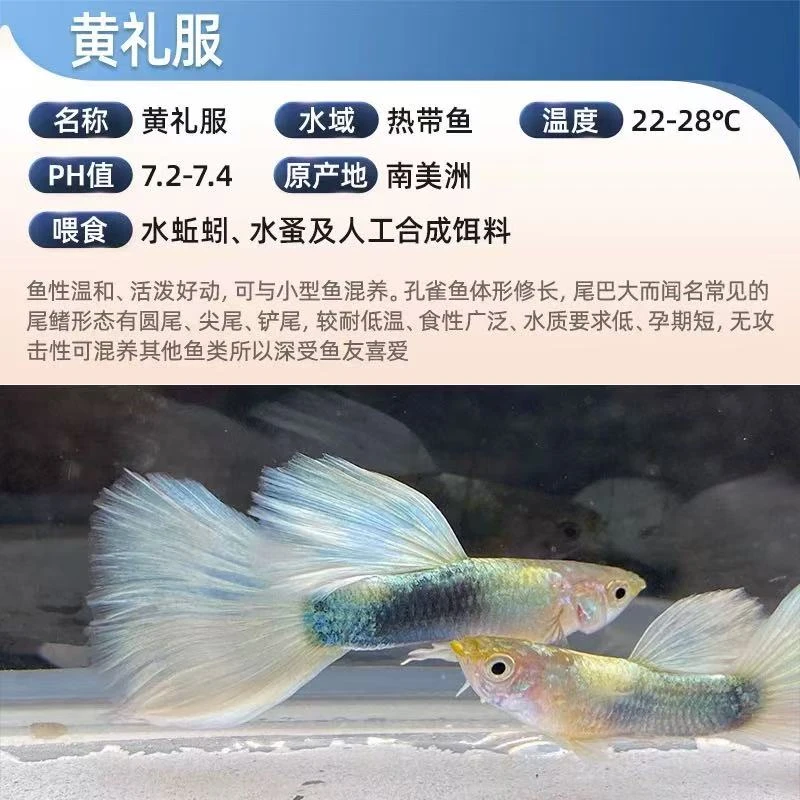 【精品黄礼服】黄礼服精品孔雀鱼小型热带淡水观赏鱼好养耐活可繁殖