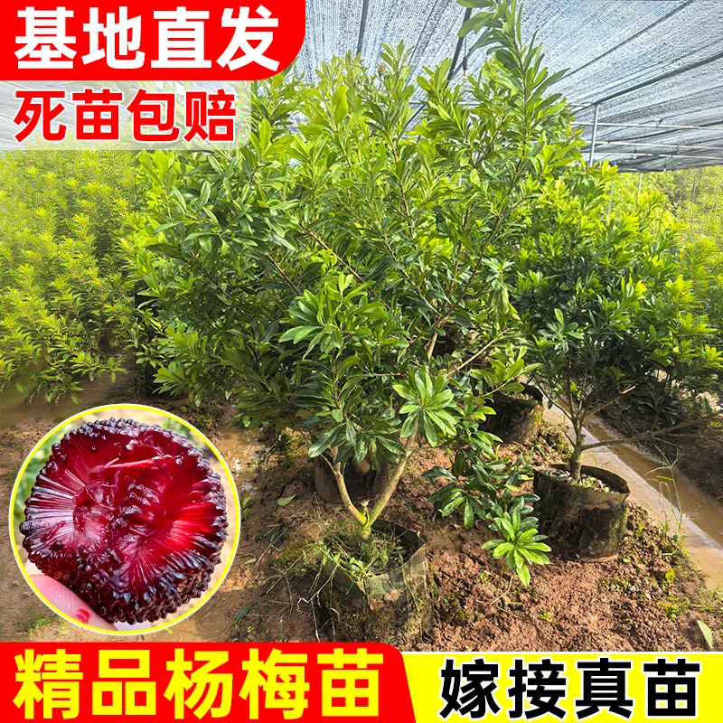 【精品杨梅苗】东魁黑炭杨梅树苗大苗矮化嫁接苗南北方种植带土带叶