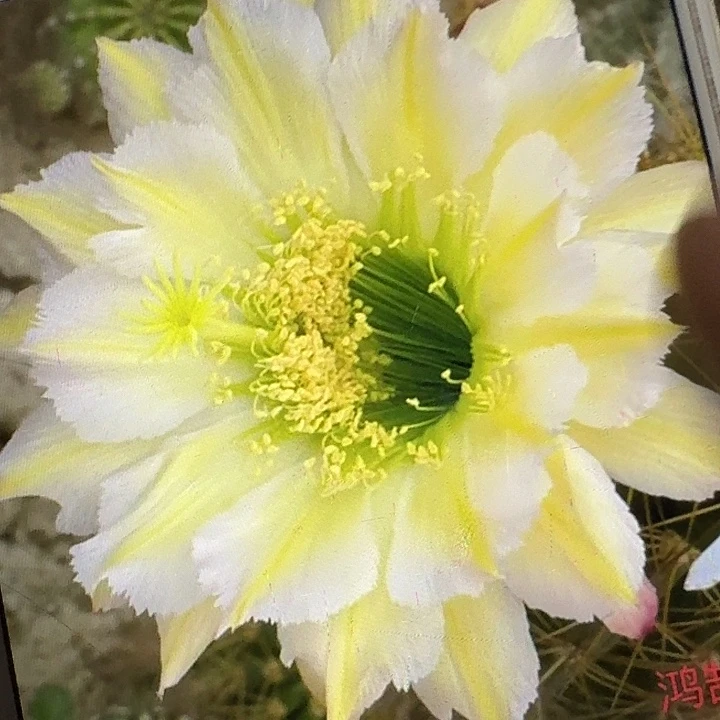鸿鹄侧芽5公分左右毛花柱（20包邮）