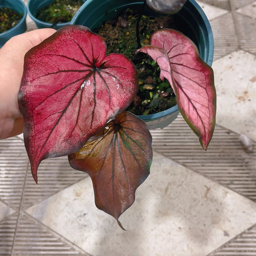 完全开放9035泰彩