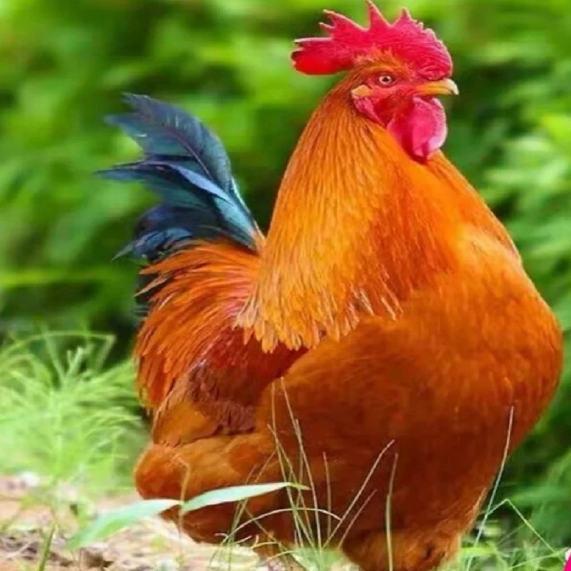 【散养两年老公鸡】正宗农村老公鸡现杀新鲜鸡肉土鸡柴鸡走地鸡