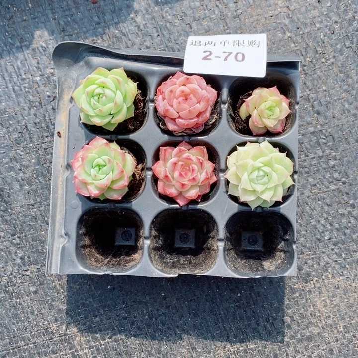 ！*！2-70多肉多肉多肉多肉多肉