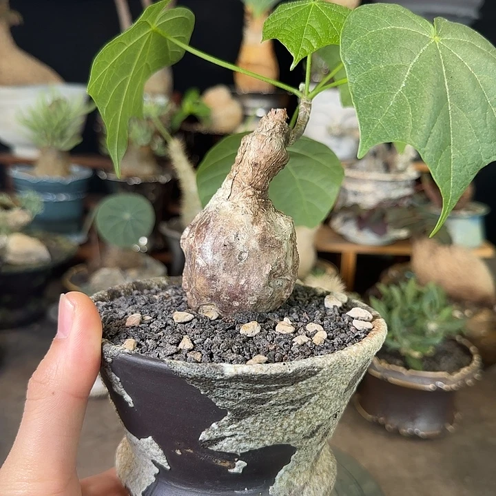 一物一拍泰国火桐260