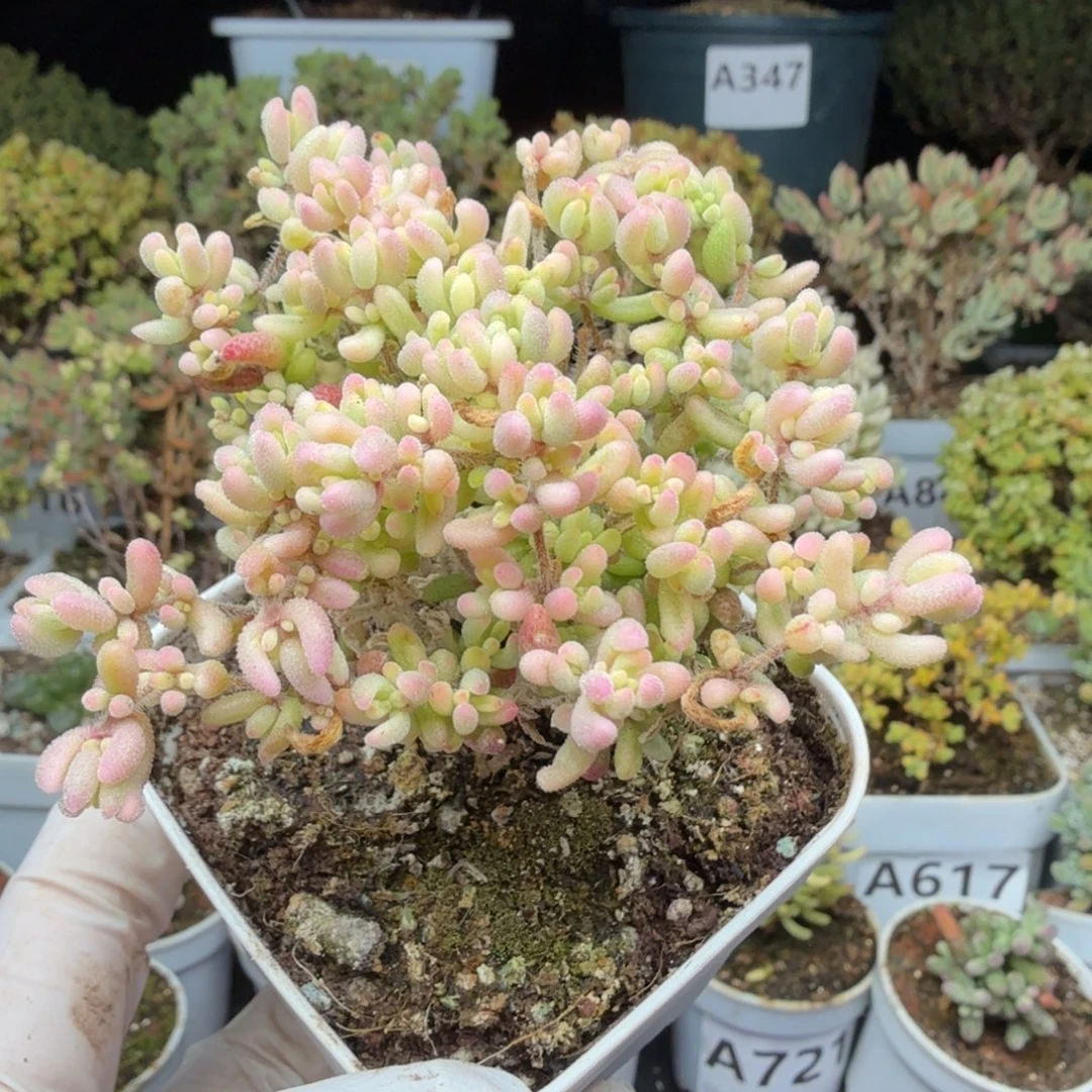 A747红宝石锦枝干