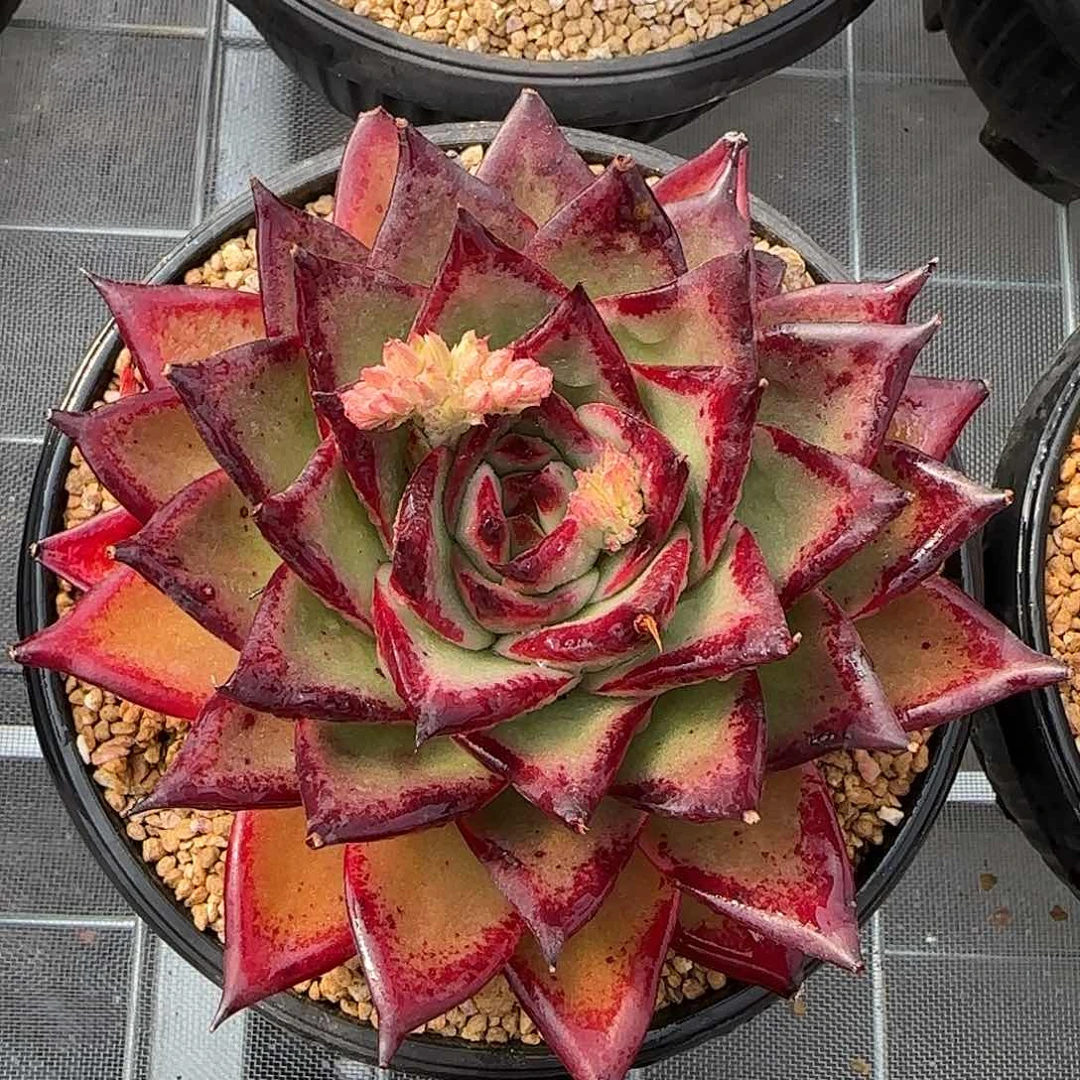 从前慢甄选多肉编号麦比乌斯