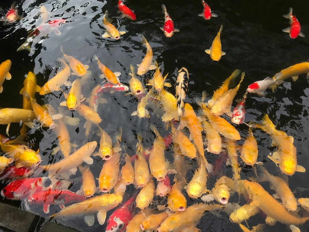 精品锦鲤进口锦鲤(红白大正昭和介子零米起拍）路费自理