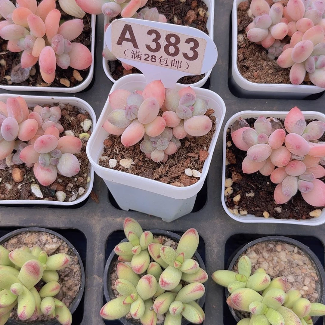 A383苹果奶yiwuyupaiw