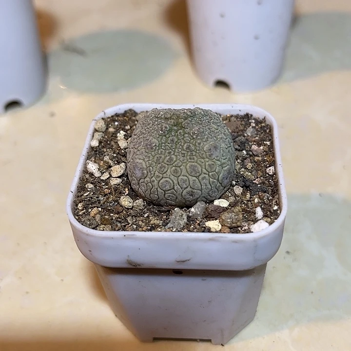 无花朵实生四头凝蹄玉一物一拍