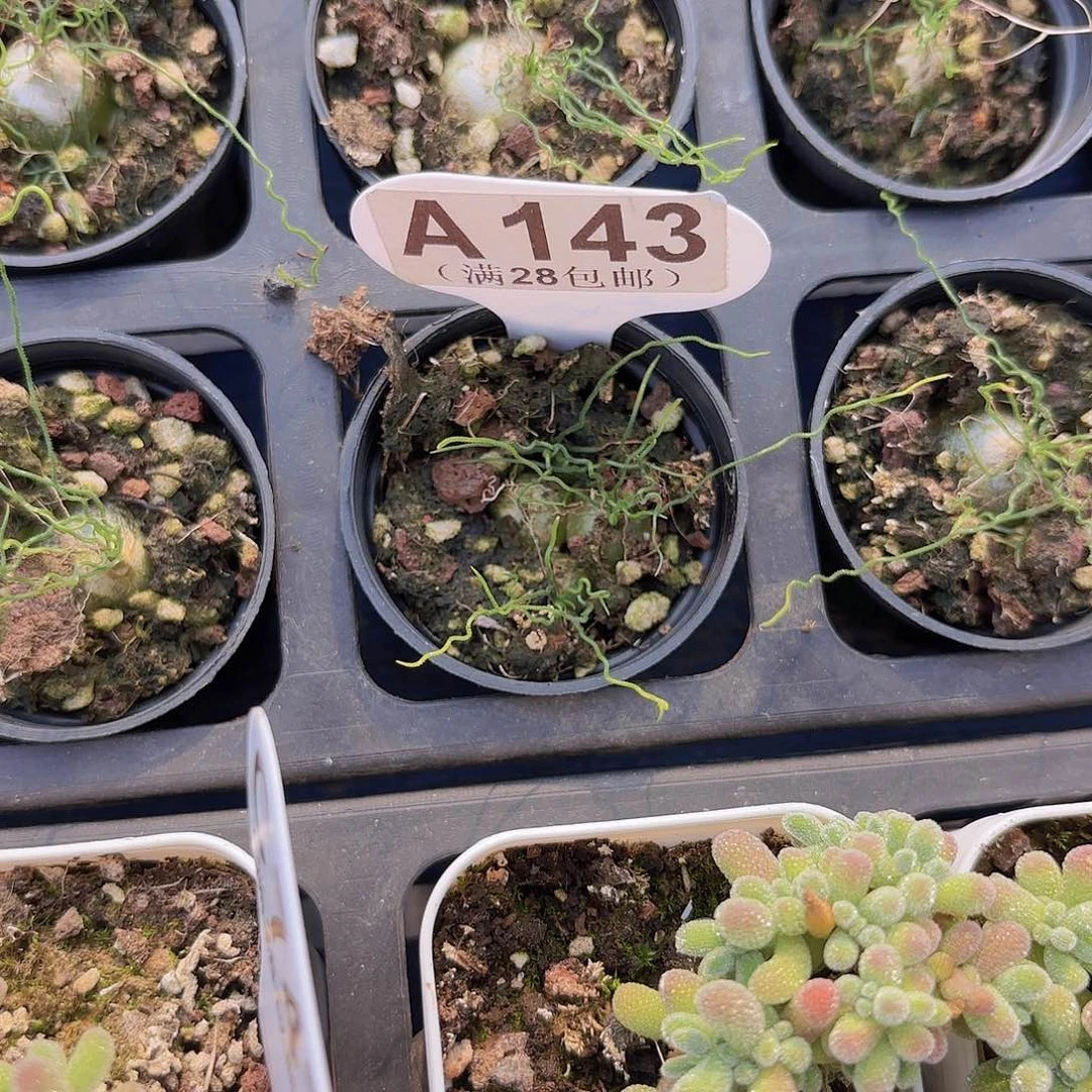 A143mini海葱一物一拍