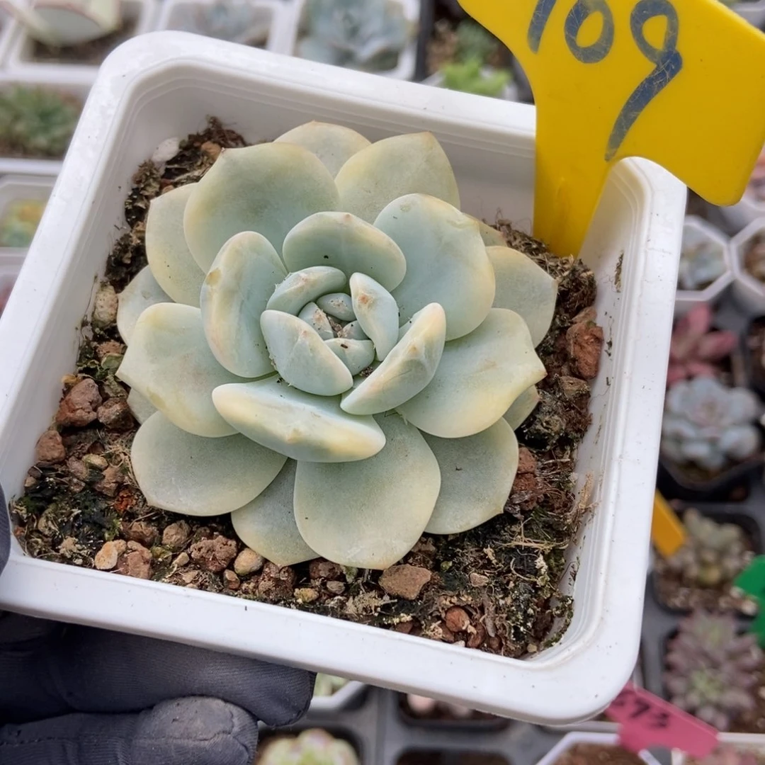 909梦露锦多肉植物保护
