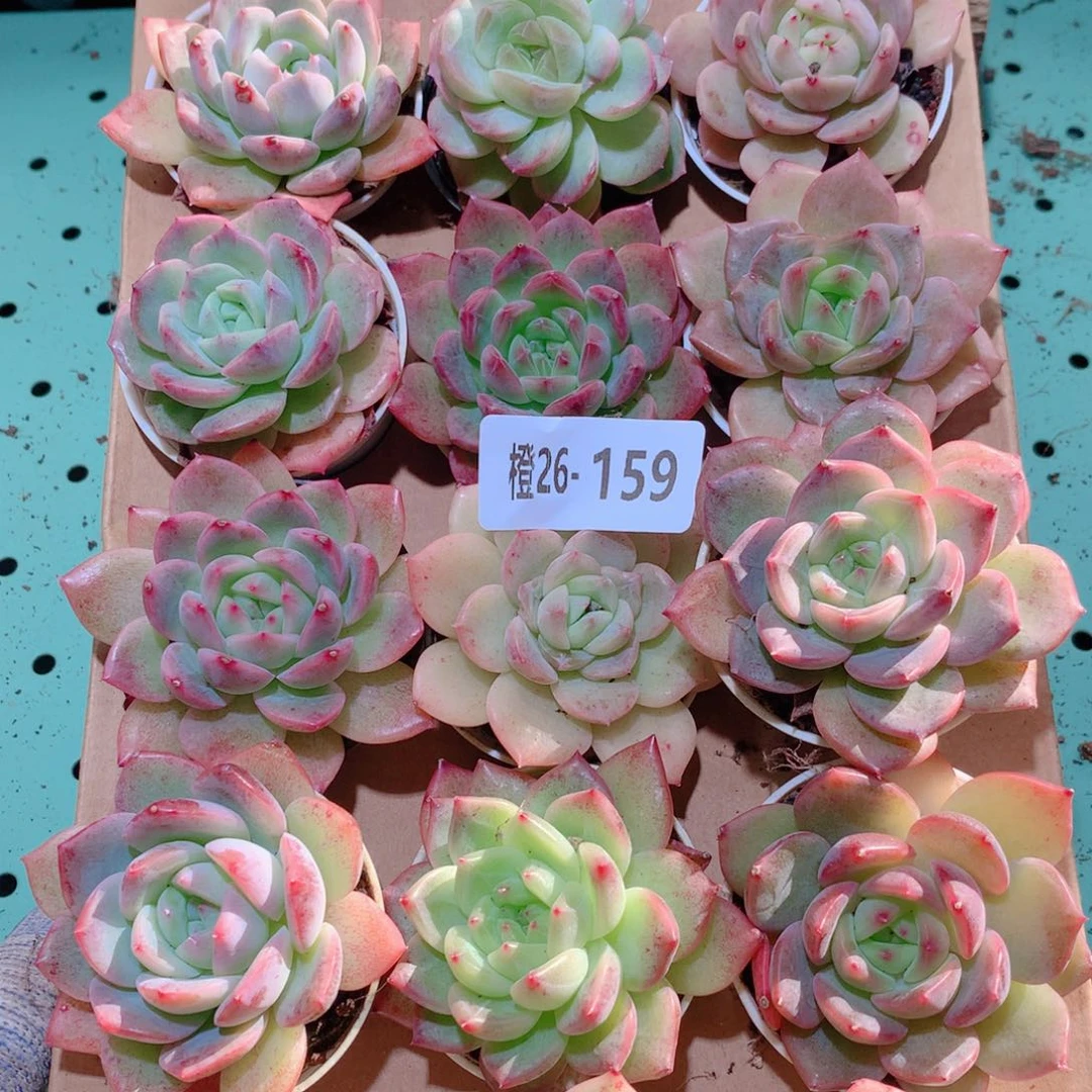 26-159一物一拍多肉带盆18颗