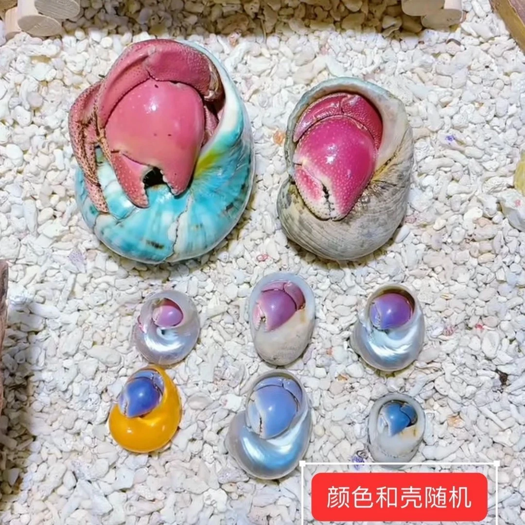 陆生淡水爬宠寄居蟹寄居蟹