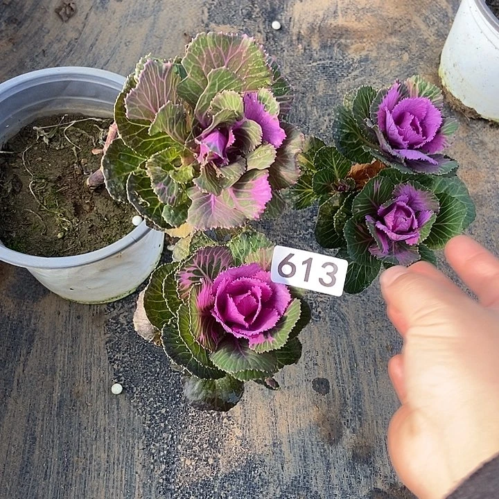 红玫瑰多头羽衣甘蓝多头613