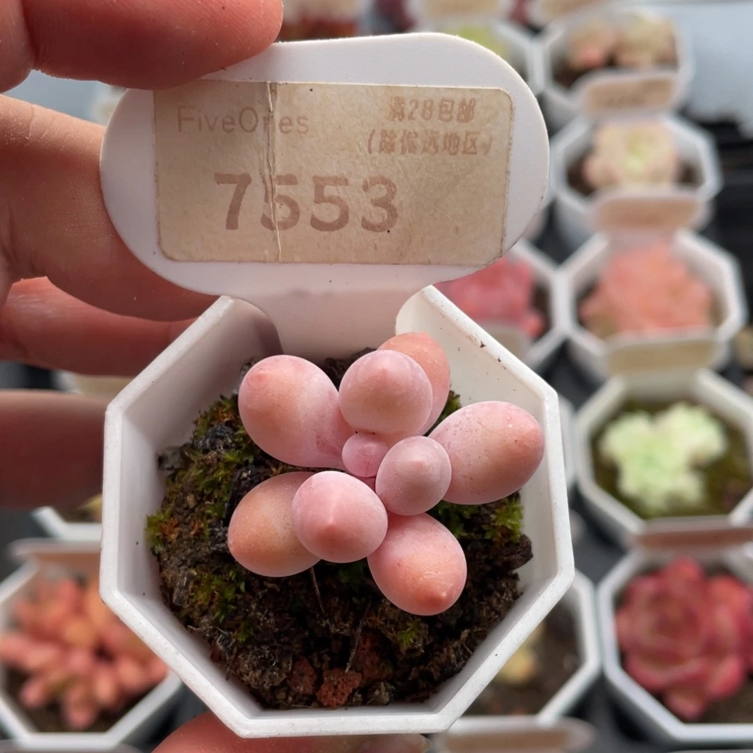 汤圆7553-3.5厘米