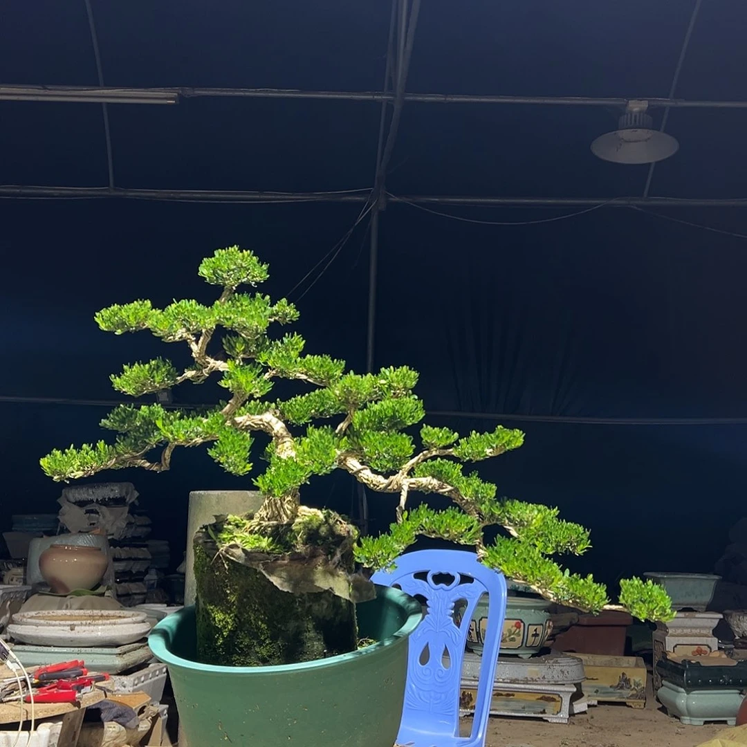 无花朵广东雀舌黄杨盆景