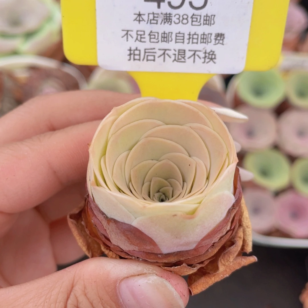 山地玫瑰495满38包邮裸根发货