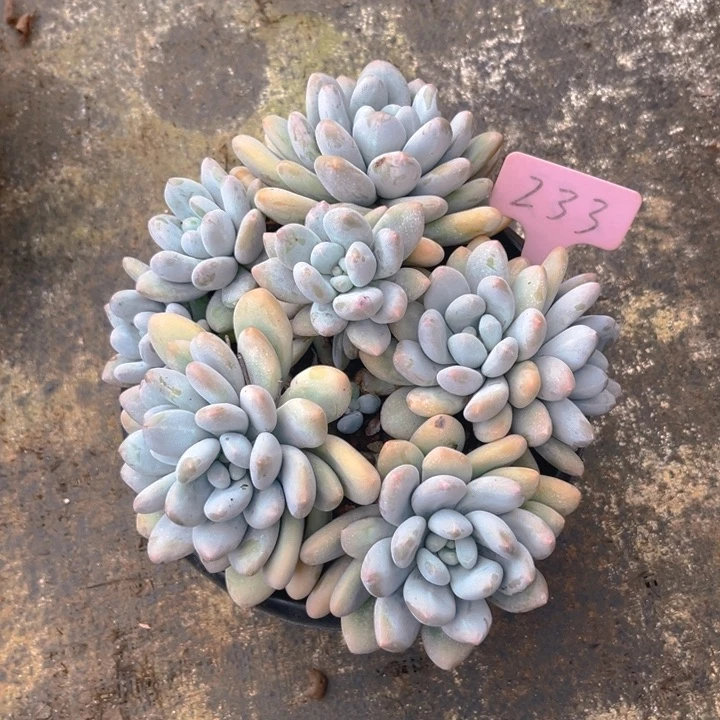 丰***心香水多肉植物2 3 3