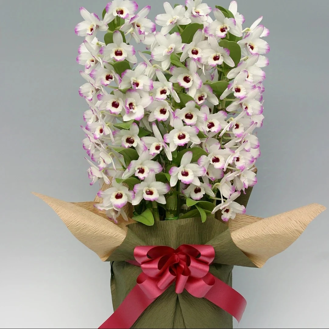 画蝶春石斛  进口品种花多大花漂亮