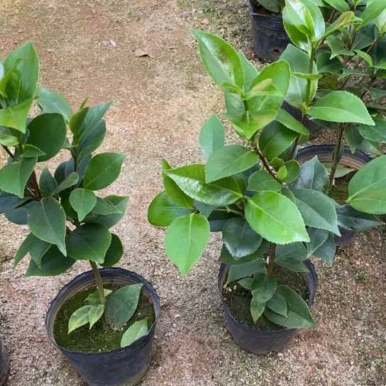 当前无花栽培后可以开花