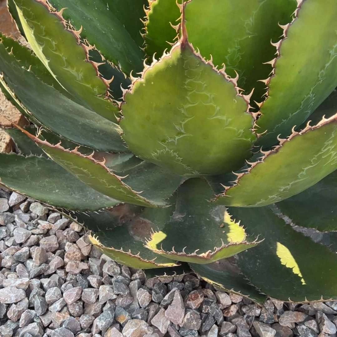 多肉植物龙舌兰道